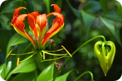 climbing or flame lily, Gloriosa superba