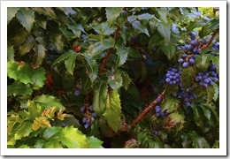 oregon grape root plant