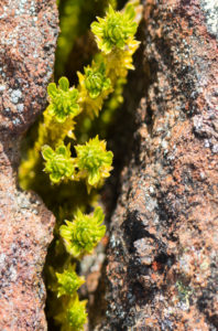 picture of rhodiola rosea growing in rocks