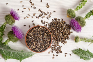 Seeds of a milk thistle with flower (Silybum marianum, Scotch Thistle, Marian thistle ) on wooden table