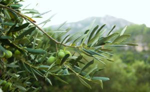 Sprig of olive tree with olive. Green olive tree on a background of mountains