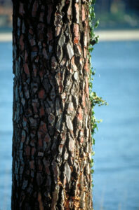 pine bark tree image