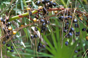 Ripe black saw palmetto berries in tropical environment in south Florida