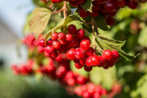 Closeup of Cranberry ripe on a bush.
