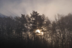 Sunrise behind a forest, in thick fog.
