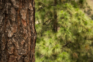 Pine bark in forest