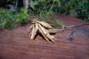 Shatavari or Asparagus racemosus roots on wooden background