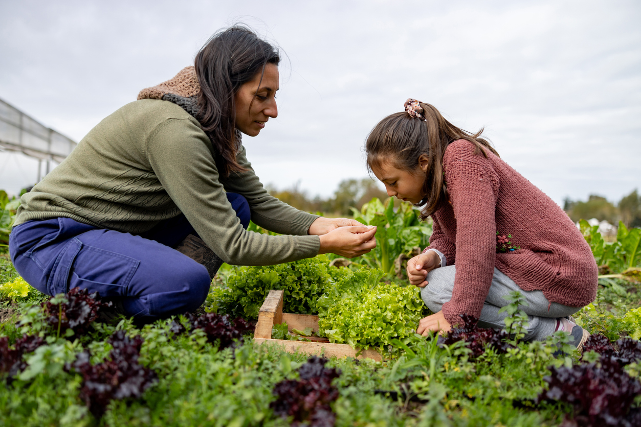 Mother teaching her daughter how to harvest lettuce in their vegetable garden