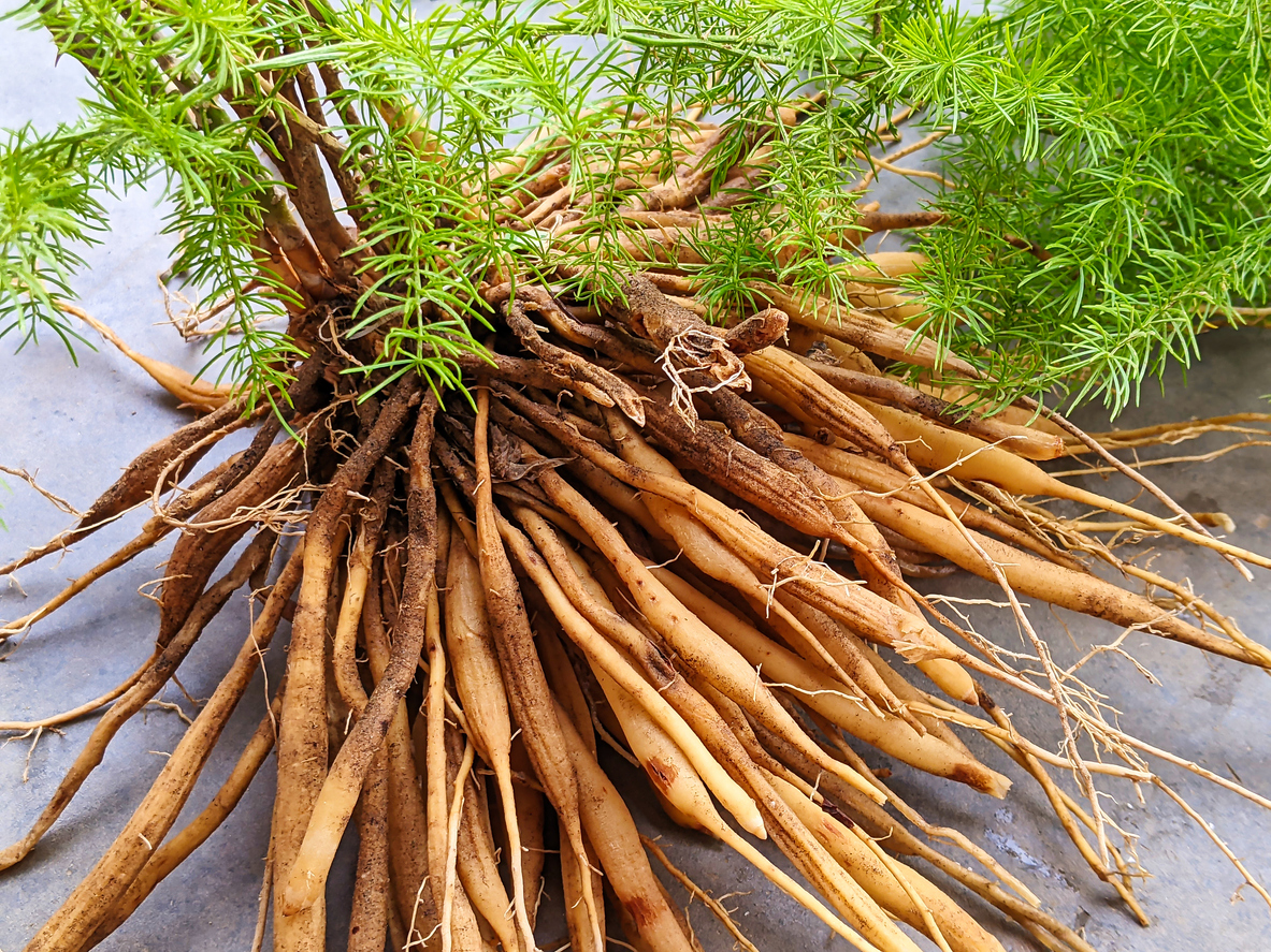 bundle of harvested shatavari, a.k.a. Asparagus racemosus or Shatavari botanical herb in India. Hand holding of roots of Asparagus racemosus. root on a marble background