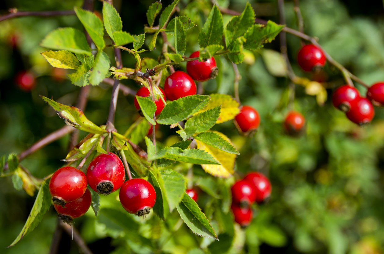 Shiny bright red rosehips on a wild rose bush on a sunny day.